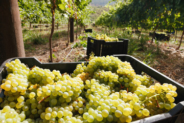 Crates of freshly harvested white wine grapes in a summer vineyard during harvesting.