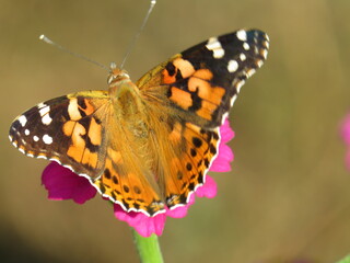 Obraz premium butterfly on a flower