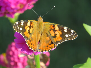 butterfly on a flower
