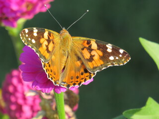 butterfly on a flower