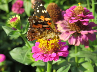 butterfly on a flower