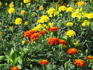 садовые цветы