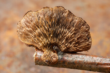 Fomitopsis pinicola medicine plant. Medicinal mushroom - obrazy, fototapety, plakaty