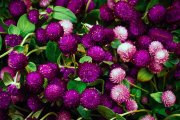 globe amaranth, beauty, flower, green, nature, park, amaranth, background, beautiful, plant,...