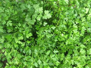 parsley