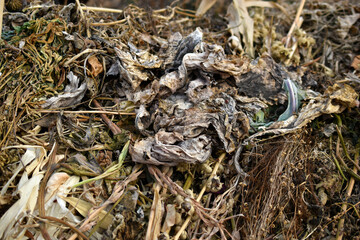 Dry plants in a compost pit in autumn