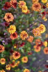 Yellow-red chrysanthemum in autumn in the garden