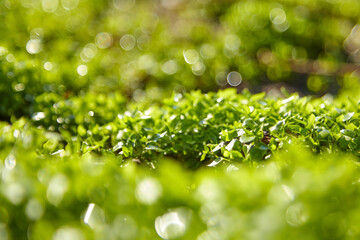 Blurred green grass summer background