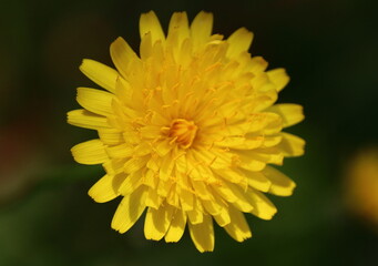 Closeup of a yellow dandelion flower