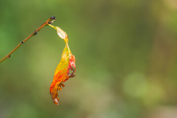 last autumn leaf