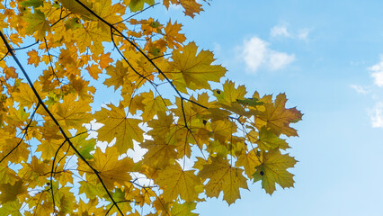 Yellow fallen leaves. Tree against cloudy blue sky. Yellow Maple Tree Leaves Composition Over Sky.