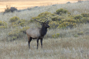 Male Elk Wild Animal In Colorado