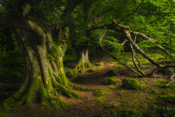 Majestic old and ancient beech covered in moss and illuminated by sunlight in moody, deep dark forest, Glenariff Forest Park, Antrim, Northern Ireland - obrazy, fototapety, plakaty