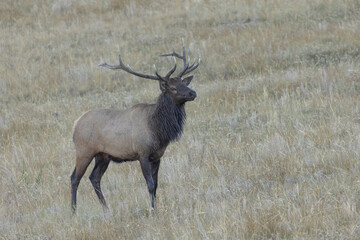 Elk With Large Antlers During Rut In Colorado
