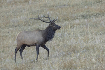 Elk With Antlers Walks Through Field In Colorado