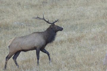 Beautiful Elk Male With Large Antlers Rack