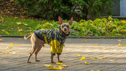 Russian toy terrier in a city park in the autumn. Russian toy terrier in clothes standing in the park.