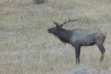 Male Elk Wildlife Bugling During Rut In Colorado