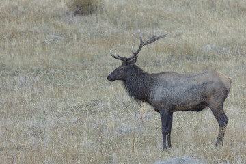 Handsome Male Elk In Colorado With Big Antlers