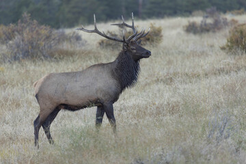 Male Elk Poses In Grassy Field in Colorado