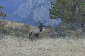 Male Elk With Rocky Mountains In Distance