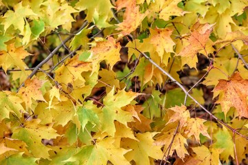 autumn leaves background