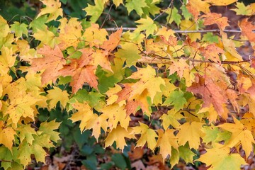 autumn leaves background