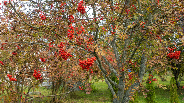 Rowan berries on a branch. Autumn harvest. Ripe red rowan berries on a tree branch.