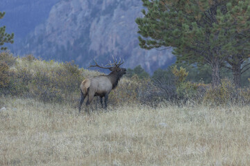 Elk In Rocky Mountains Bugling During Rut