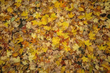 autumn leaves background