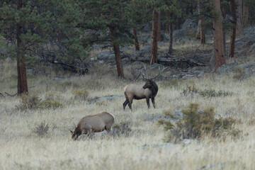 Naklejka na ściany i meble Male Elk Looking At Female In Colorado During Rut