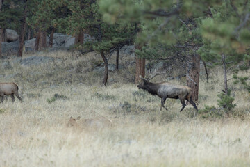 Male Elk Bugling At Female Elk During Rut