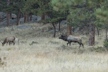 Male And Female Elk During Rut In Colorado
