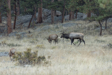 Male Elk Interested In Female Elk During Rut
