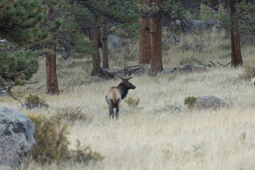 Male Elk With Antlers Posing In Tall Grass In Colorado