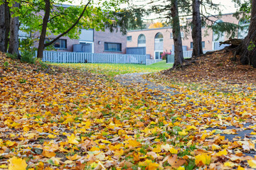 Autumn scenery. Fallen leaves near trees in fall and houses in background.