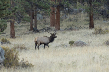 Fototapeta na wymiar Elk With Large Rack Of Antlers In Colorado