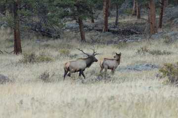 Naklejka na ściany i meble Male Elk Interested In Female Elk During Rut Season In Colorado