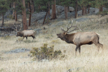 Male Elks Bugling During Rut With Huge Antlers
