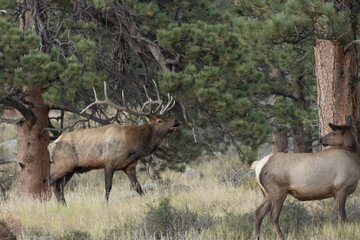 Naklejka na ściany i meble Male Elk Bugling At Female During Rut In Colorado