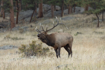 Naklejka na ściany i meble Male Elk Bugling In Rocky Mountain National Park