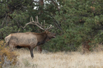 Naklejka na ściany i meble Large Male Elk With Antlers in Colorado