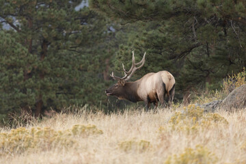 Obraz na płótnie Canvas Elk Male With Large Antlers In Colorado During Rut