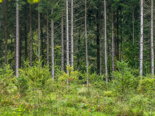 Obraz premium Neubepflanzung im Mischwald