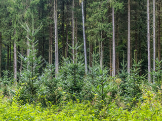 Fototapeta na wymiar Neubepflanzung im Mischwald