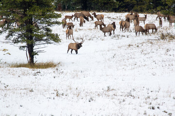 Bull Elk Harem Yellowstone - Powered by Adobe