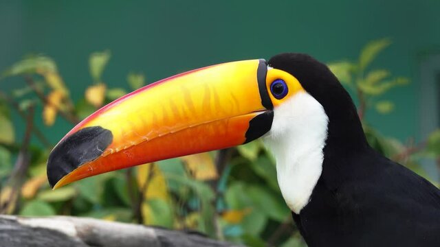 Exotic Toco Toucan (Ramphastos toco) bird close-up portrait, 4k