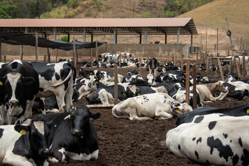 Curral com vacas leiteiras holandesas de raça com manchas pretas e brancas