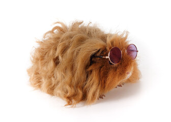 Red-haired guinea pig with glasses. Funny pet on a white background.
