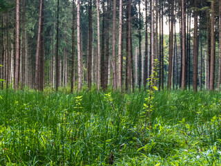 Fototapeta premium Wiederaufforstung im Mischwald 